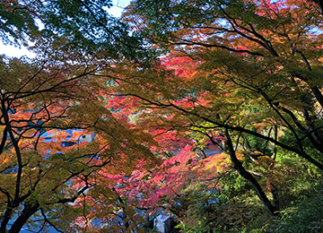 秋の松ヶ岡公園