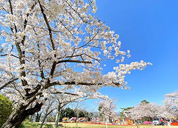 春の松ヶ岡公園